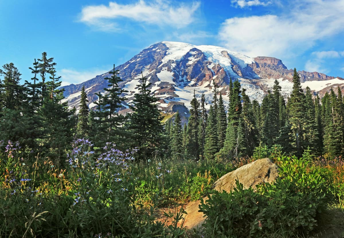 Snow-covered Mount Rainier rising above wildflower meadows in Washington State